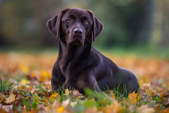 Pet 3