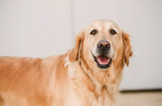 Pet 1