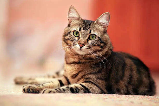 Cute cat 2