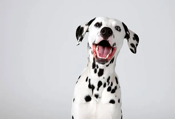 Cute puppy 1