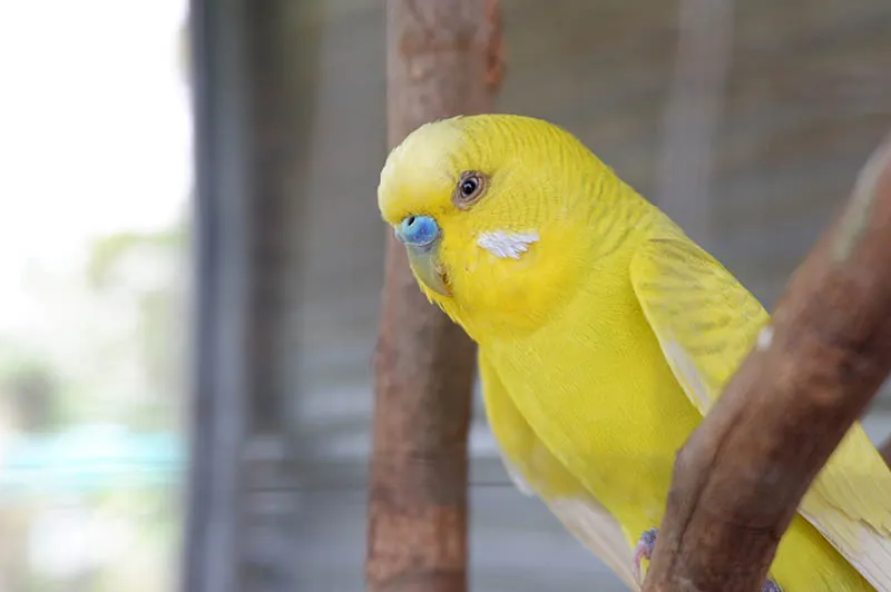 Pet 5