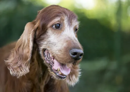 Pet 3