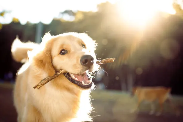 Cute dog 3