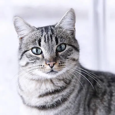 Pet 2